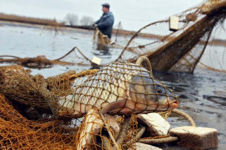 «Весенний нерест»: что нужно знать рыбаку